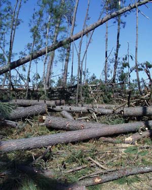 Les dégâts de la tempête de 1999