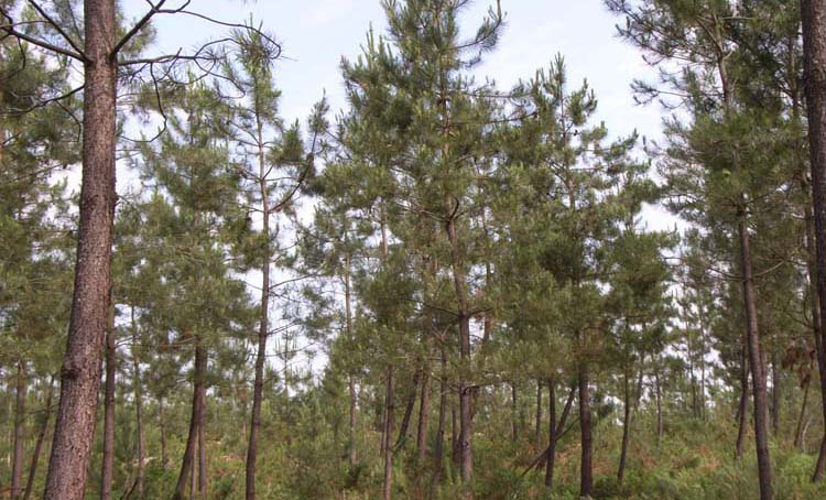 forêt de la Double Saintongeaise