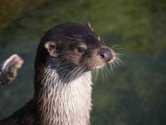 Loutre d'Europe